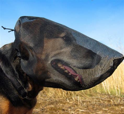 Dog H.Odds .